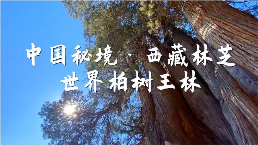小马宝莉的新造型